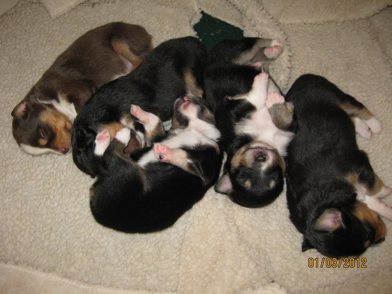 Litter of Mini and Toy Aussie Puppies