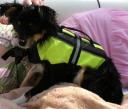 Mini Aussie Puppy with Swim Vest