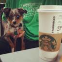 Starbucks Puppy