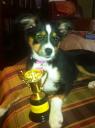 AKC STAR Puppy Award